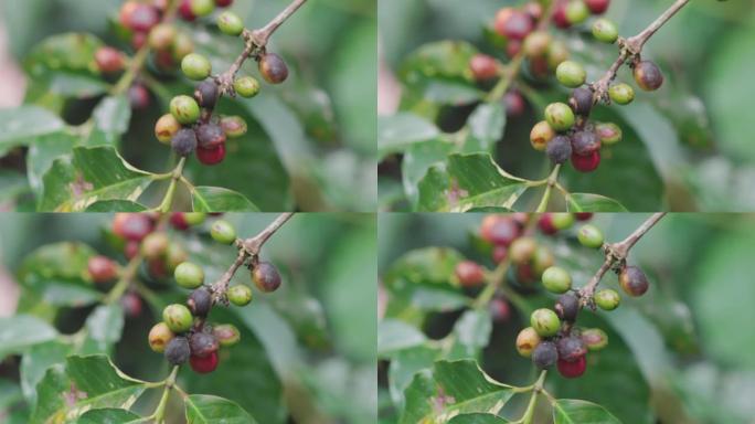 炭疽病对阿拉比卡咖啡浆果的棕色损害，水坝的植物病害