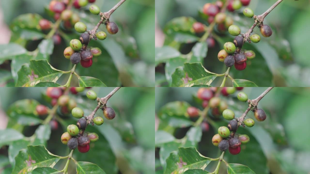 炭疽病对阿拉比卡咖啡浆果的棕色损害，水坝的植物病害
