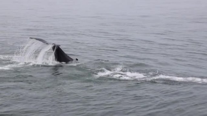 座头鲸流口水