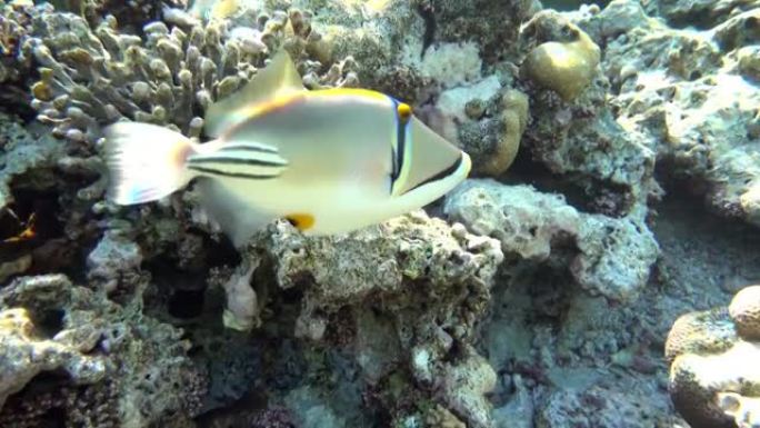 毕加索金鱼鱼 (Rhinecanthus aculeatus)，珊瑚鱼在珊瑚的reef.4k视频剪辑