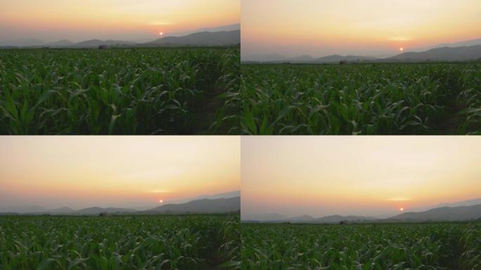 农园玉米地里傍晚亮光照耀夕阳
