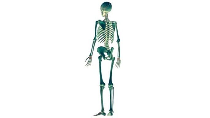 人体骨骼系统骨关节解剖动画概念