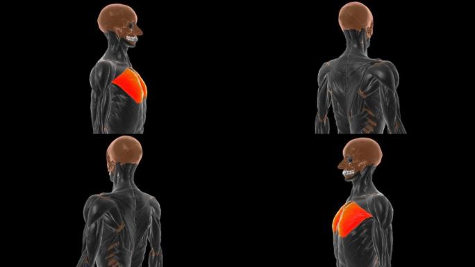 胸大肌的胸肌主要解剖部分医学概念3D