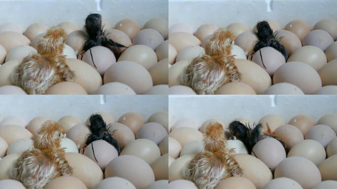 鸡蛋中的鸡移动试图突破外壳。特种农业孵化器中的新生鸡。在农场从鸡蛋中孵出的鸡肉