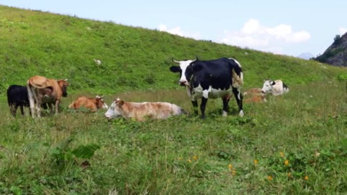 牛奶和乳制品生物制品，阿尔卑斯山的奶牛在山上的草地上放牧，吃绿草