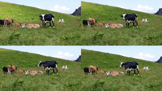 牛奶和乳制品生物制品，阿尔卑斯山的奶牛在山上的草地上放牧，吃绿草