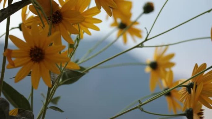 黄花，菊芋，菊芋