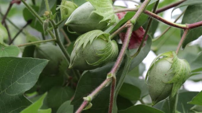 在棉花农用地上种植的新鲜有机绿色棉花果实或棉花果球。棉花地里未成熟的棉球和棉花植株。棉花种植的概念，