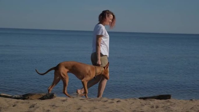 法老与女主人一起繁殖灰狗在大自然中玩耍和散步。海边。白天的蓝天。动物和人类之间的友谊。