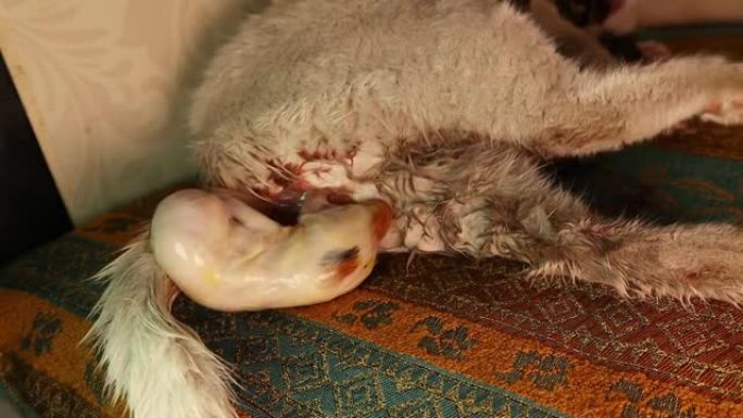 猫的出生。起初羊膜囊出现了。出生后，母亲舔了舔婴儿以清洁它，然后吃了胎盘。正常分娩。哺乳动物的阵痛。
