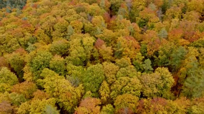无人机飞越色彩缤纷的秋天落叶林，鸟瞰图