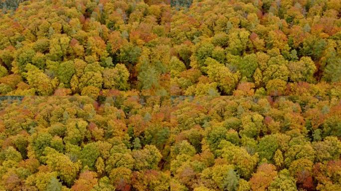 无人机飞越色彩缤纷的秋天落叶林，鸟瞰图