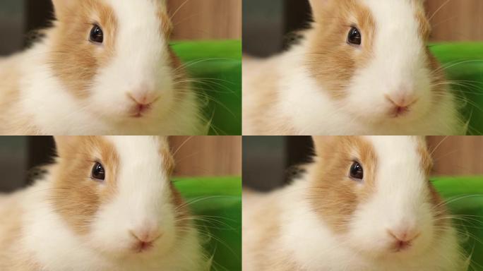 可爱的3个月大兔子脸