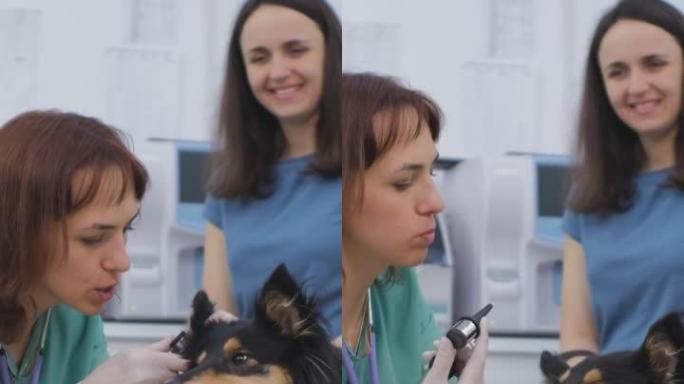 兽医医生在兽医诊所检查狗的耳朵