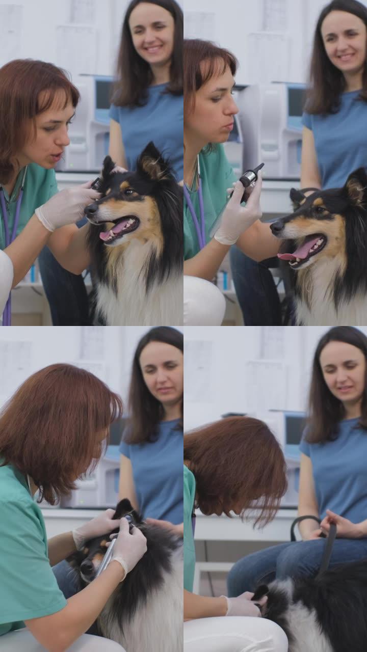 兽医医生在兽医诊所检查狗的耳朵