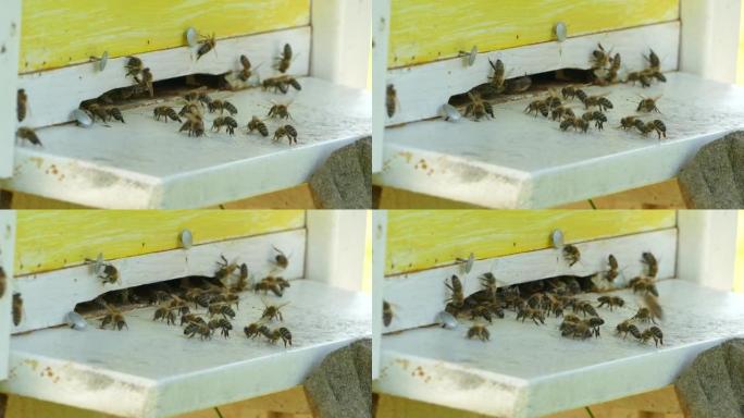 在阳光明媚的日子里，在蜂箱前拍摄飞行蜜蜂的4k特写镜头。