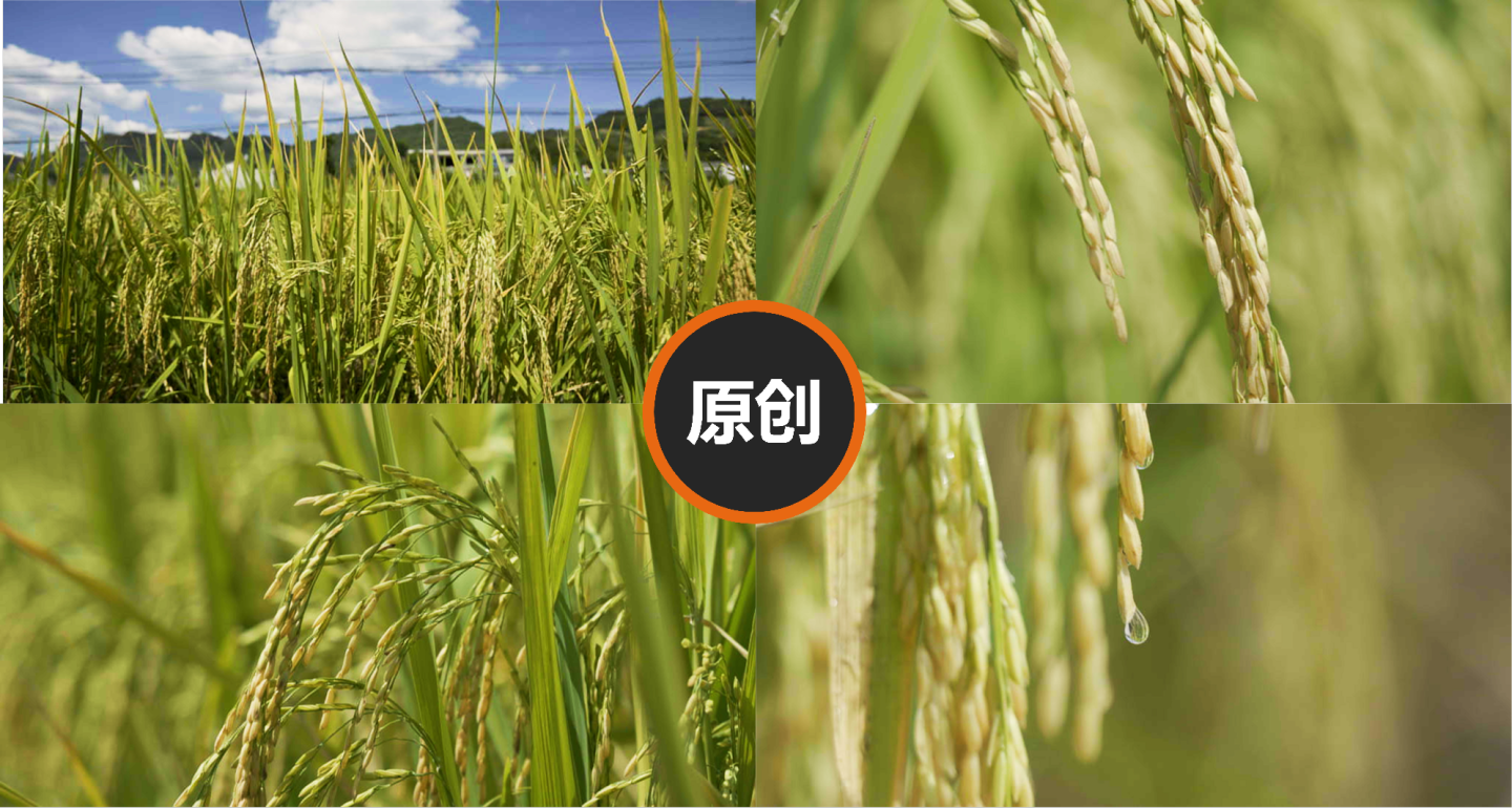 T0284水稻种植