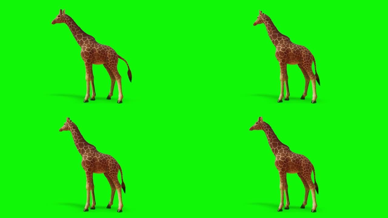 长颈鹿在绿色屏幕上寻找