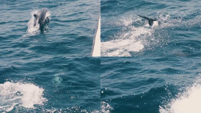 灰海豚在游泳时跳出水面并在蓝色的大海中飞溅-慢动作