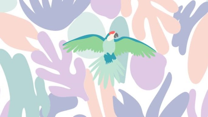 绿色鹦鹉在白色背景上的动画