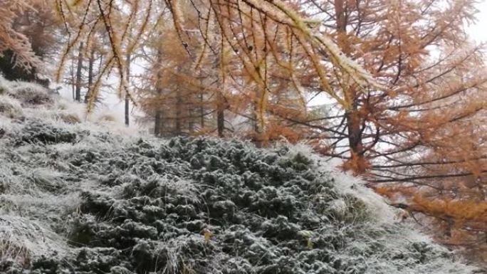 一年中的第一场雪，山，落叶松，云杉，风景，