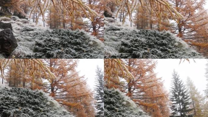 一年中的第一场雪，山，落叶松，云杉，风景，