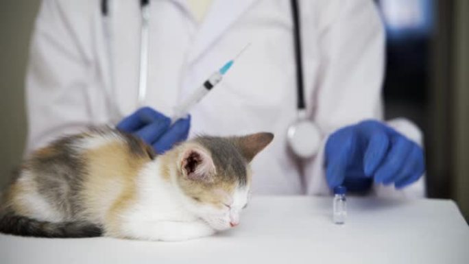 一名专业兽医给一只睡着的小猫打鼠疫疫苗。动物的治疗。幼猫的强制性程序。