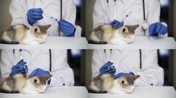 一名专业兽医给一只睡着的小猫打鼠疫疫苗。动物的治疗。幼猫的强制性程序。
