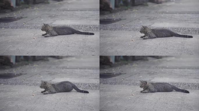托比猫在街上看东西