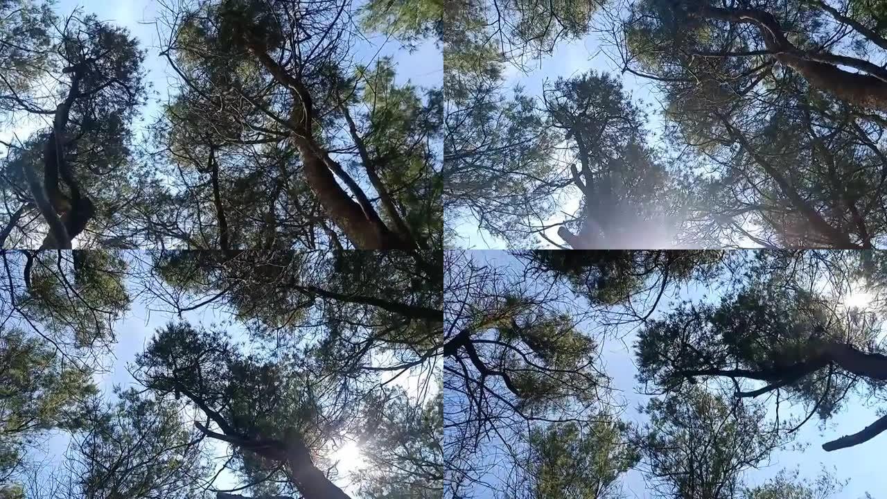 松树的全景视频，从摄像机的底部旋转360度。