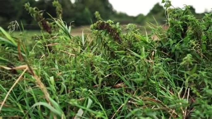 草地野生绿色薄荷和荨麻草药用于天然替代顺势疗法药物
