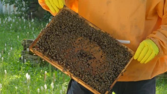 4k视频片段，一个无法识别的养蜂人在eco farm中打开蜂巢框架，用于蜂蜜