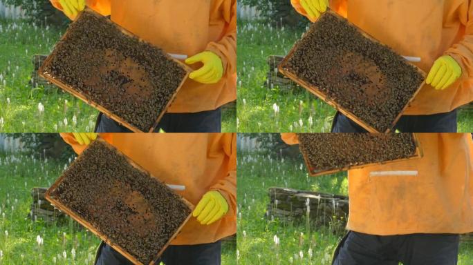 4k视频片段，一个无法识别的养蜂人在eco farm中打开蜂巢框架，用于蜂蜜