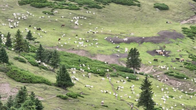 草原松树羊群