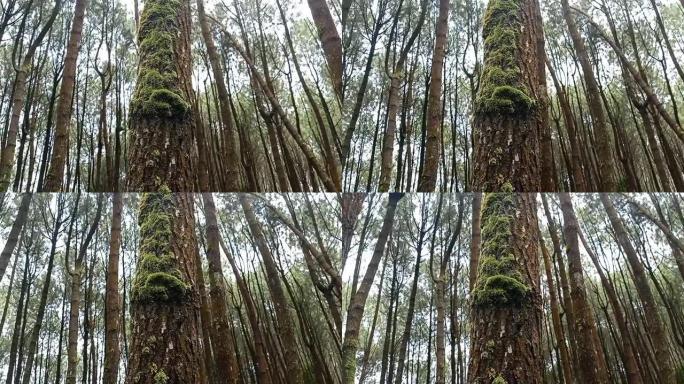 全景视频的松树从底部的摄像机旋转180度