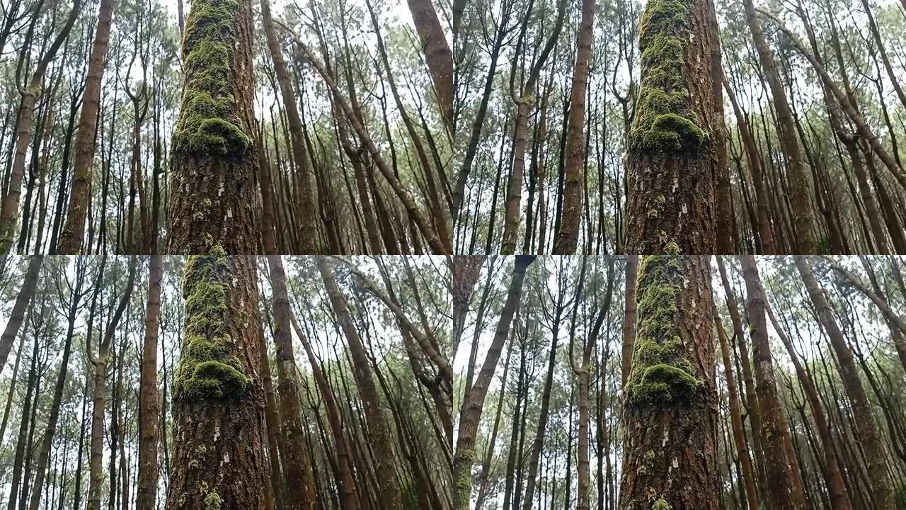 全景视频的松树从底部的摄像机旋转180度
