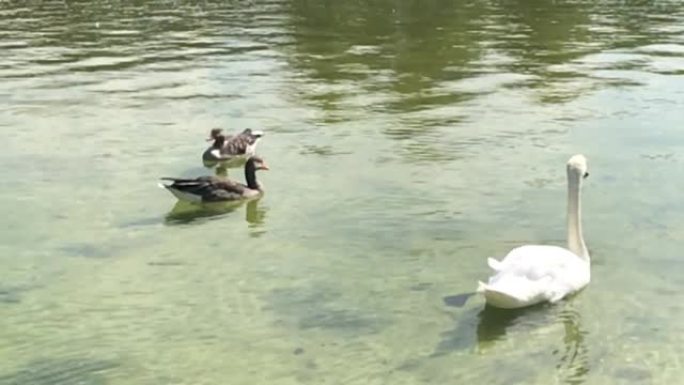 天鹅和灰雁在夏季市区观赏花园的日光浴慢动作