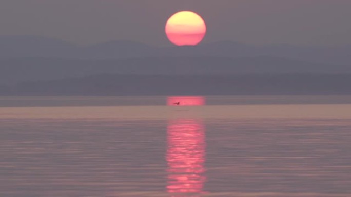 日落时分，大红色的太阳落在山后，海鸥鸟在夕阳的照耀下，在水面上的刺眼中抓鱼