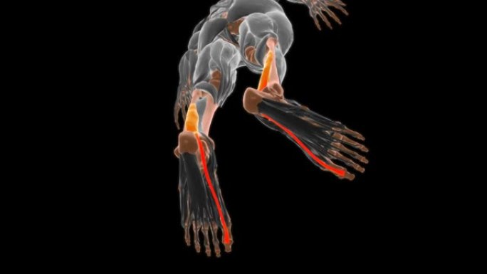 屈肌长肌解剖医学概念3D