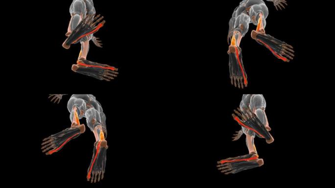 屈肌长肌解剖医学概念3D