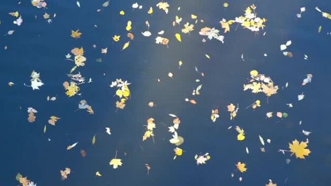 水面上的枫叶壁纸。秋。