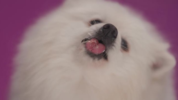 特写一只可爱的博美犬舔屏幕，然后嘴巴放在紫色背景上