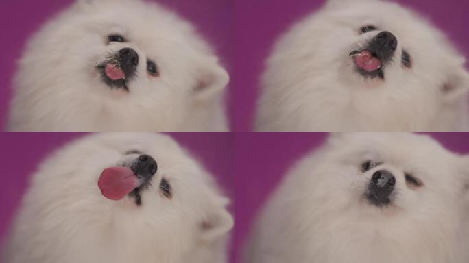 特写一只可爱的博美犬舔屏幕，然后嘴巴放在紫色背景上