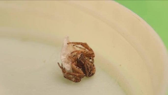母蟹蜘蛛保护它的卵囊。
这是少数几个照顾她后代的昆虫之一。
这个虫子在一个空无一人的角落里筑巢。
白