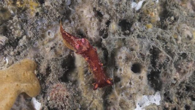 一种Plocamopherus物种的海参在覆盖着柔软的海洋杂草的水下结构中移动。