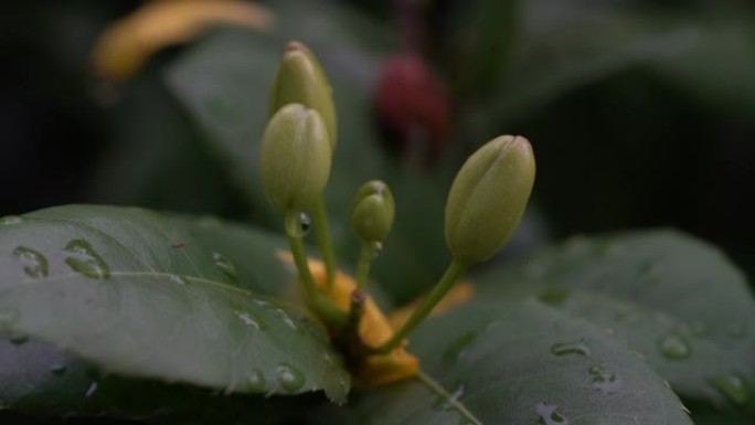 桔梗黄花植物。(米老鼠花)在花园里