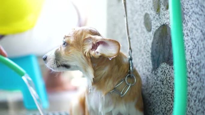 柯基犬有淋浴水疗和按摩
