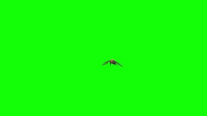 蜜蜂在绿色屏幕上飞翔