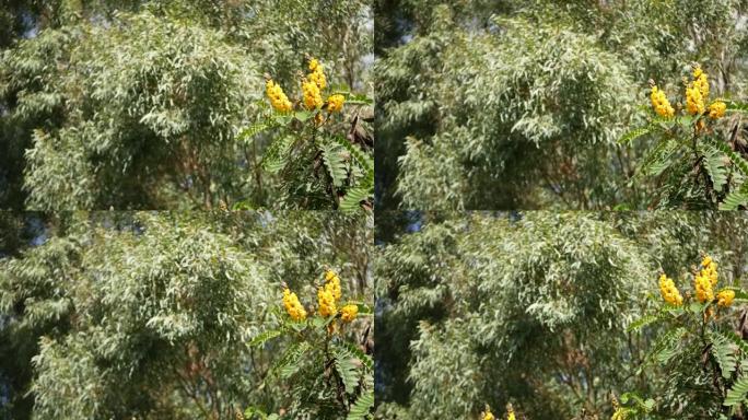 非洲番泻叶花开，美国加利福尼亚州园艺。天然植物学特写背景。春天的晨间花园绽放黄色，春天的新鲜植物在柔