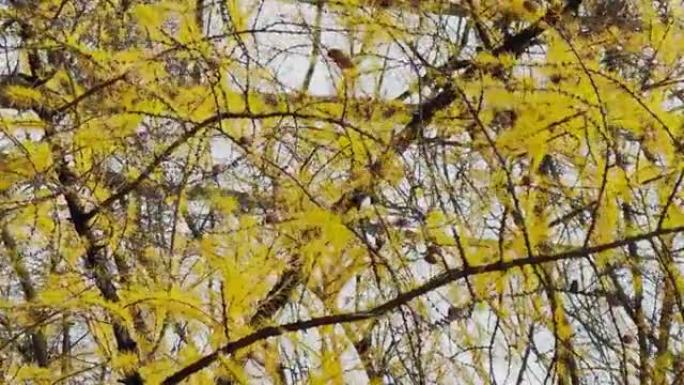 秋天公园背景下的黄色落叶松树枝的特写视图，黄色的叶子和黑色的树枝